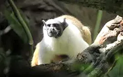 Imagens do produto Pedag�gico Anim�lia Park - Chalupe 2026